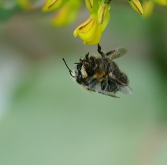 Megachile nigriventris