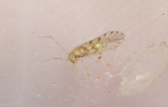 Trichopsocus