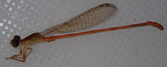 Ceriagrion suave