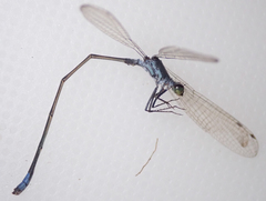Pseudagrion deningi