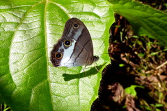 Euptychoides nossis