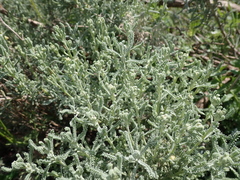 Santolina corsica