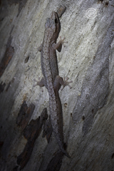 Reticulated Velvet Gecko photo 3