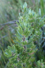 Psoralea obliqua