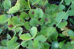 Centella eriantha