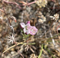 Hesperolinon congestum