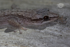 Reticulated Velvet Gecko photo 2
