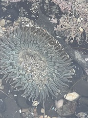 Anthopleura xanthogrammica