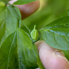 Celticecis semenrumicis