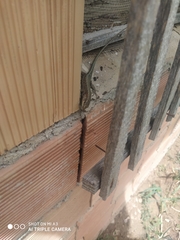 Anatololacerta pelasgiana