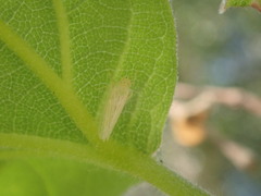 Pagaronia confusa