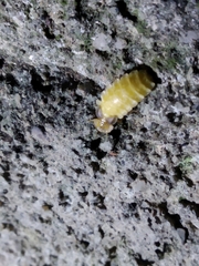 Lamprohiza mulsantii