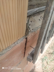 Anatololacerta pelasgiana