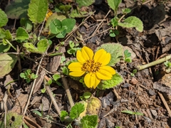 Chrysogonum