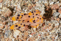 Thecacera