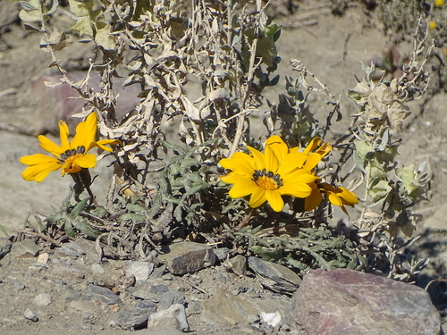 Image of Gazania rigida by (c) Shaun Swanepoel, some rights reserved (CC BY)