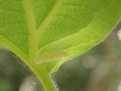 Pagaronia confusa