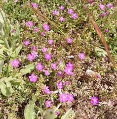 Spergularia purpurea