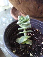 Crassula