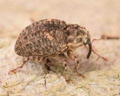 Eubulus obliquefasciatus