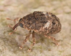 Eubulus obliquefasciatus