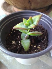 Crassula