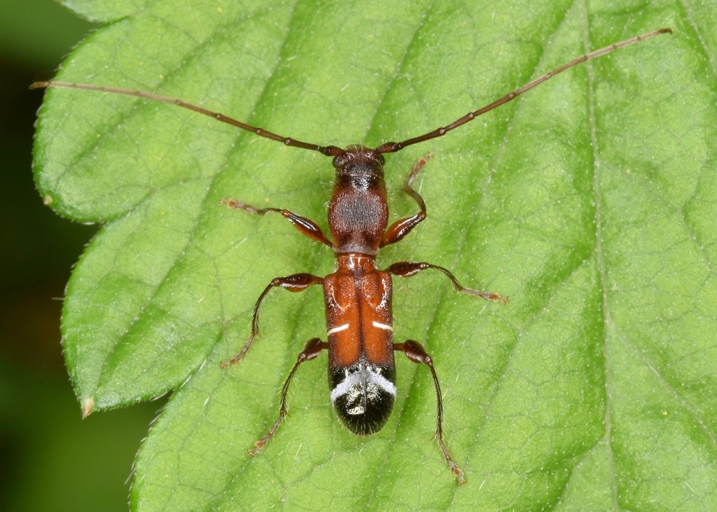 Euderces