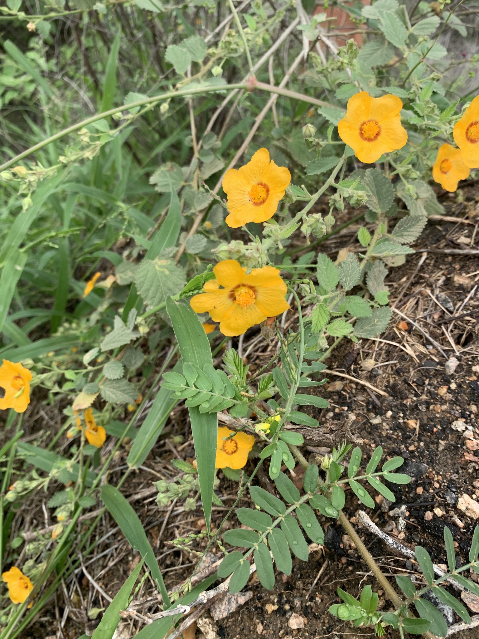 Sida galheirensis