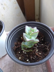 Crassula