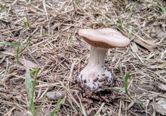 Fungi