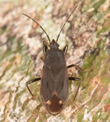 Eremocoris setosus