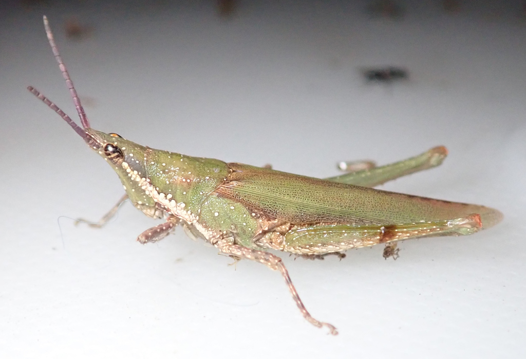 Caprorhinus