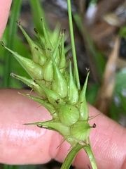 Carex louisianica