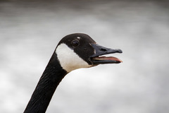 Branta canadensis