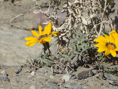 Gazania rigida