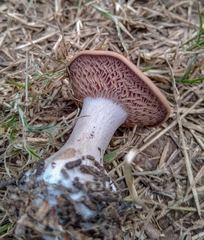 Fungi