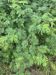 Mimosa tenuiflora