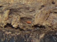Eurypauropus