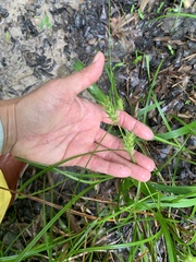 Carex louisianica
