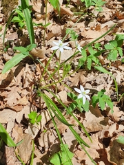 Ornithogalum woronowii