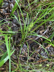 Carex louisianica