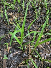 Carex louisianica