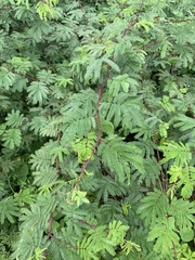 Mimosa tenuiflora