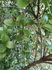 Syzygium buxifolium