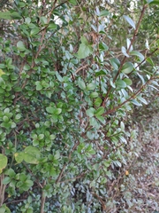 Syzygium buxifolium