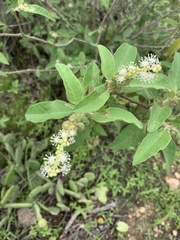 Croton heliotropiifolius