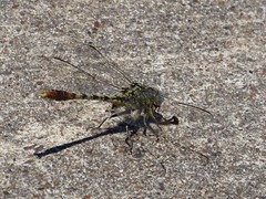 Arigomphus lentulus