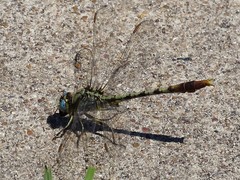 Arigomphus lentulus