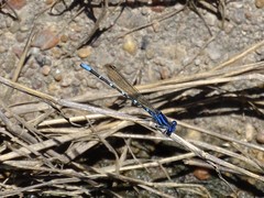 Argia sedula