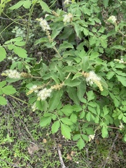 Croton heliotropiifolius